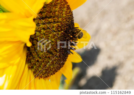Bee collecting pollen from sunflowers head in the nature. 115162849