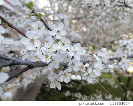 Cherry Blossom or apricot in a morning Sunlight 115163064