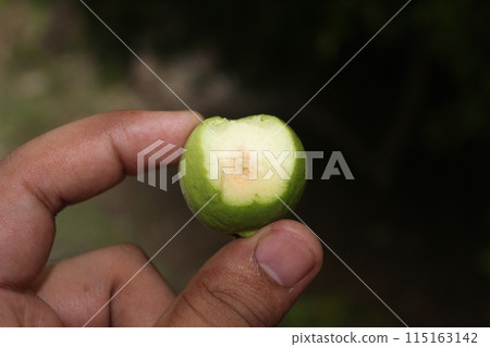 A picture of Guava with selective focus 115163142