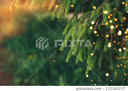 Summer branch of the Christmas tree with a garland against the backdrop of grass and trees 115163237