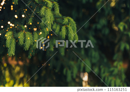 A close-up of a young fir branch with a garland in the summer A close-up of a young fir branch with a garland in the summer 115163251