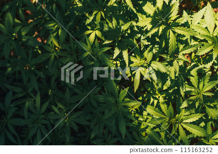 Many large bushes of wild hemp under the sunlight 115163252