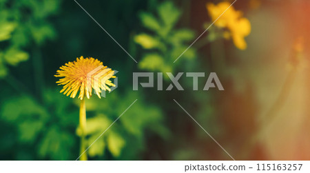 Blooming yellow dandelion opposite green grass with sunlight 115163257