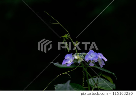 Hydrangea flowers brighten up the rainy season at Yakushiike Park 115163280