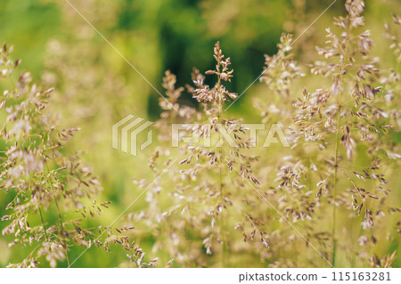 Close -up seeds on field grass 115163281