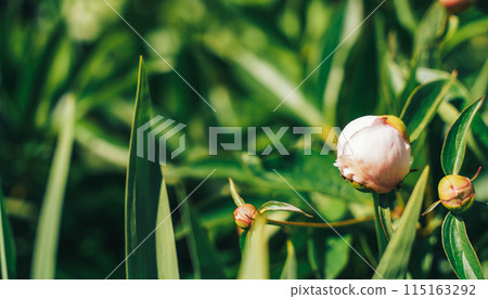 Unwitted pink peonies opposite the blurry green background 115163292