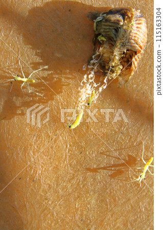 螳螂孵化 115163304