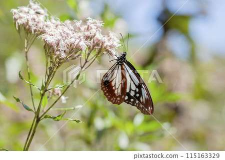 Asagi madara 115163329