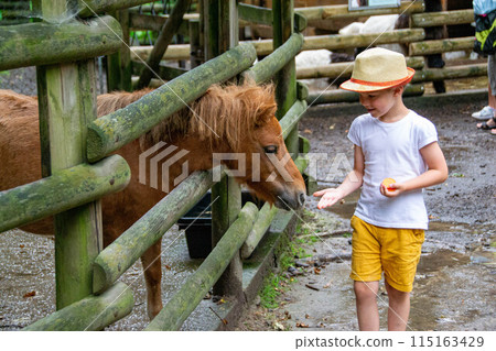 Portrait of the charming young teenager feeds beautiful ginger horse Portrait of the charming young teenager feeds beautiful ginger horse 115163429