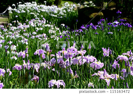水月公園鳶尾花景觀 115163472