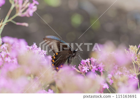 癒傷組織Swallowtail 115163691