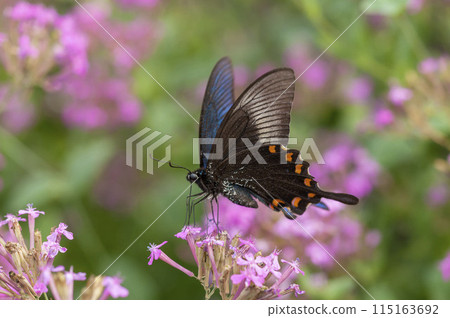 Callus Swallowtail Callus Swallowtail 115163692