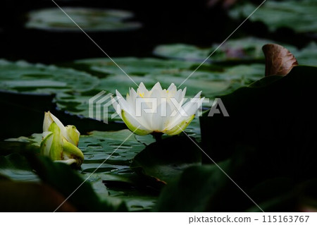 Water lilies creating a cool atmosphere at Yakushiike Park 115163767