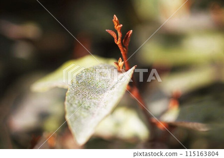 New leaves of Japanese knotweed 115163804