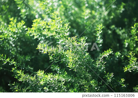 日本蕨類植物的葉子即使在冬天也很美麗 日本蕨類植物的葉子即使在冬天也很美麗 115163806