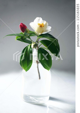 山茶花白色的花和紅色的花蕾 山茶花白色的花和紅色的花蕾 115163835