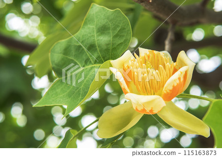 百合樹花，其花芯在睡蓮/木蘭科背景下可見 115163873