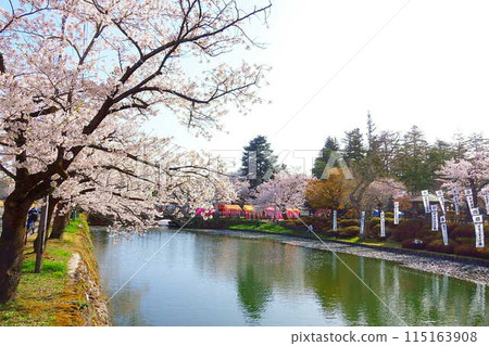 Cherry blossoms in full bloom, Hanaikada, Matsugasaki Park, Sakura, Yoshino cherry blossoms 115163908