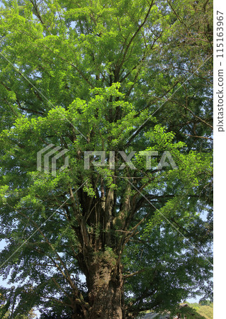 The sacred large ginkgo tree of Fukiji Temple 115163967