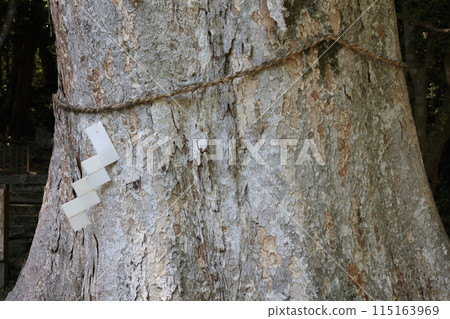 Sacred tree (Kaya) Sacred tree (Kaya) 115163969