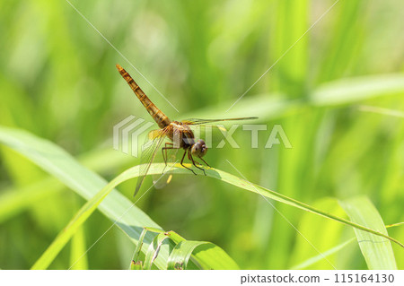 Shoujo dragonfly Shoujo dragonfly 115164130