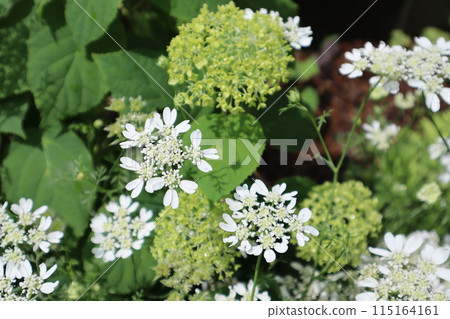 Annabelle and Orleans blooming in the flower bed 115164161