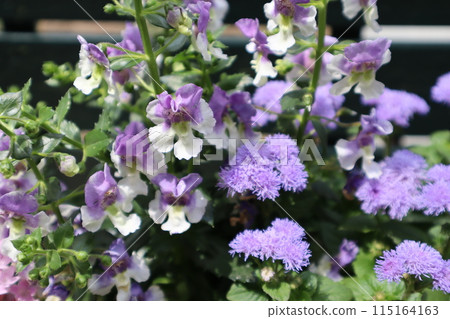 一起種植當歸和阿吉拉圖姆 115164163