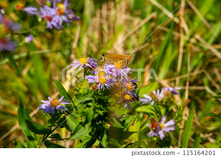 Ichimon dieselis 115164201