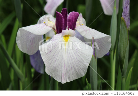 鳶尾，鳶尾科植物，生長於水邊和濕地 115164502