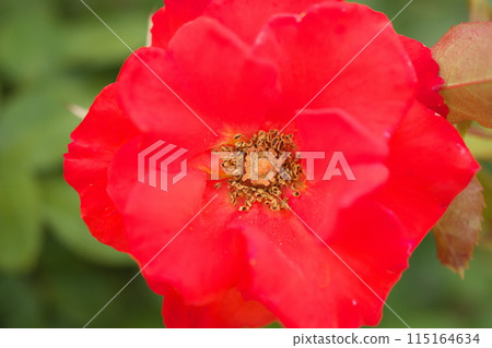 A close-up of a vibrant red rose, Rusticana. A close-up of a vibrant red rose, Rusticana. 115164634