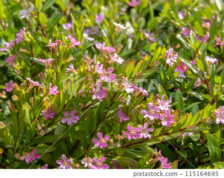 Cuphea hyssopifolia or false heather plant with pink flowers. Cuphea hyssopifolia or false heather plant with pink flowers. 115164695