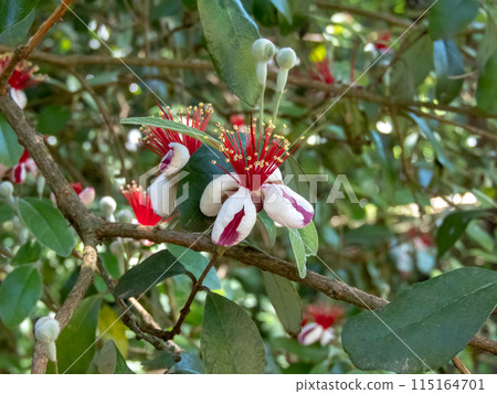 Feijoa sellowiana branch with flowers and buds. Feijoa sellowiana branch with flowers and buds. 115164701