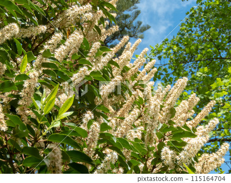 Prunus lusitanica, Portuguese laurel cherry or Portugal laurel flowering plant 115164704