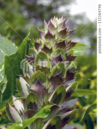 Acanthus mollis or oyster plant bud. 115164746