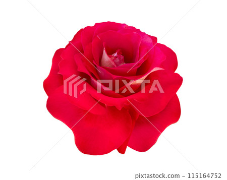 Red rose flower isolated on white 115164752