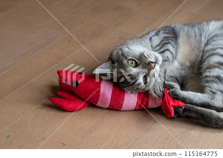 Cat playing with stuffed animals, Sabatra cat Cat playing with stuffed animals, Sabatra cat 115164775