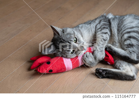 Cat playing with stuffed animals, Sabatra cat 115164777