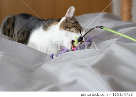 Cat playing with a toy, brown tabby cat 115164788
