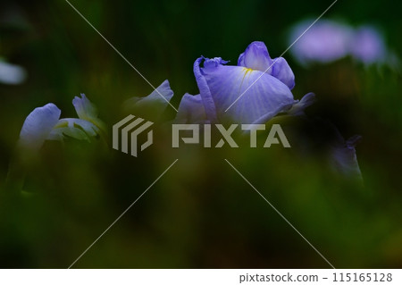 四季彩之森藥師池菖蒲節 115165128