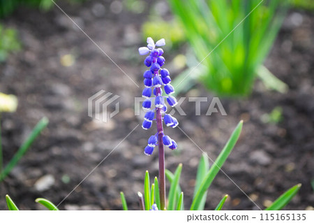 the tulips in the hokkaido island of JAPAN 115165135