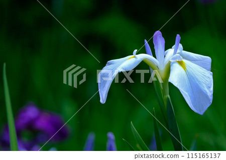 四季彩之森藥師池菖蒲節 四季彩之森藥師池菖蒲節 115165137