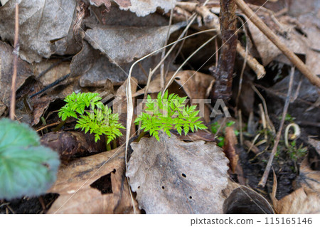 A close up of a plant with green leaves and the word fern on it. 115165146