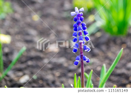 Muscari latifolium flower grown in a garden in Madrid, Spain 115165149