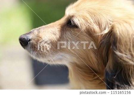 Profile of a senior miniature dachshund taking a walk 115165156