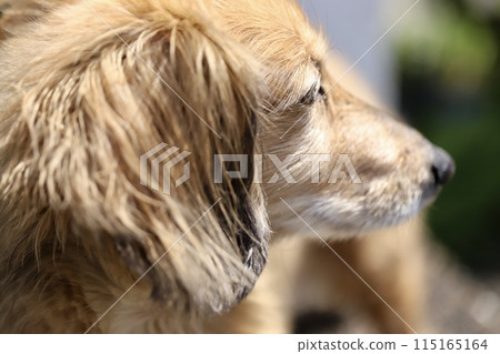 Profile of a senior miniature dachshund on a walk 115165164