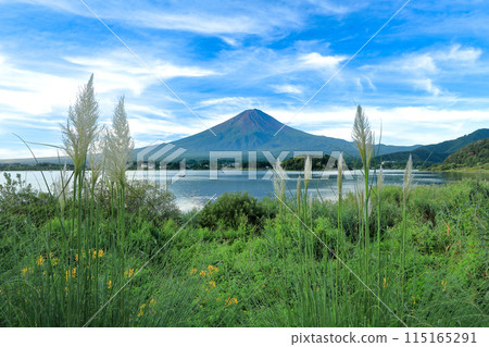 Early autumn scenery of pampas grass and Mt. Fuji at Oishi Park in Kawaguchiko, Yamanashi Prefecture 115165291