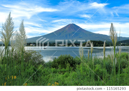 山梨郡河口湖町河口湖大石公園蒲葦與富士山的初秋景色 115165293