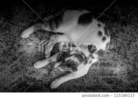 Relax ~Minila the Cat~ Relax ~Minila the Cat~ 115166115