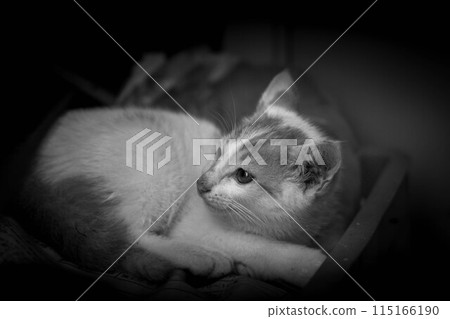 Peaceful ~Kitten's Breath~ 115166190
