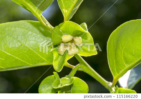 柿子 柿子 115166220